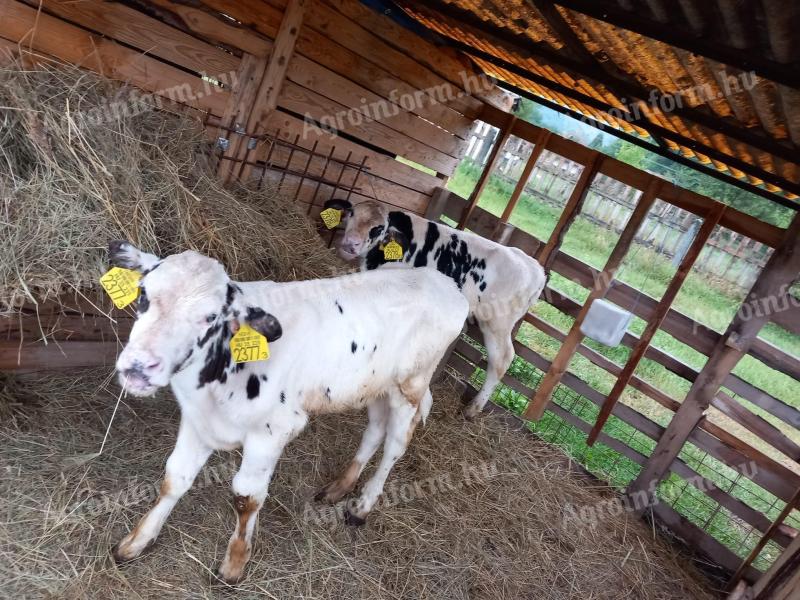 Holstein-fríz bika borjú eladó