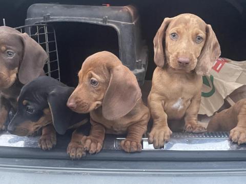 Tacskó kiskutyák ingyen elvihetők  Tacskó kiskutyák ingyen elvihetők