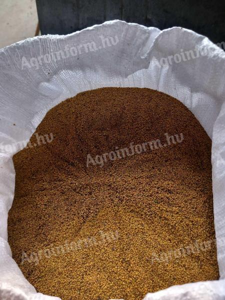 Lucernamag