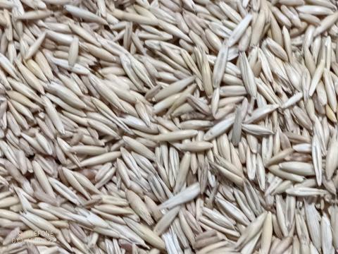 Csupasz zab eladó BIO minősítéssel Csupasz zab eladó BIO minősítéssel