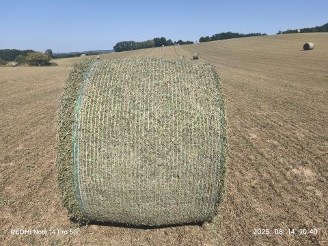 Lucerna bála eladó – 120x155, ázásmentes, szállítójárműre rakva Lucerna bála eladó – 120x155, ázásmentes, szállítójárműre rakva