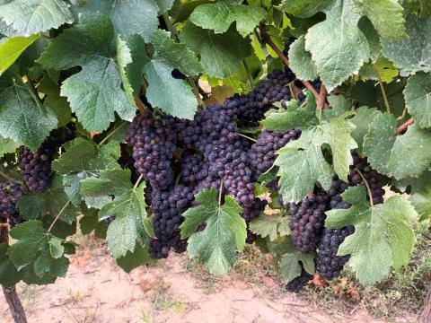 PINOT NOIR BORSZŐLŐ PINOT NOIR BORSZŐLŐ