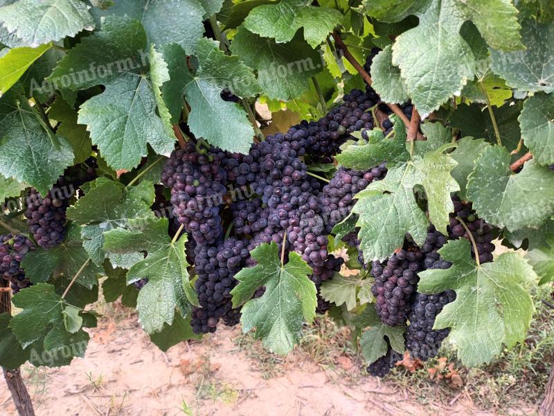 PINOT NOIR BORSZŐLŐ
