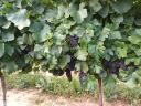 PINOT NOIR BORSZŐLŐ