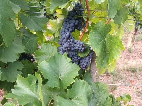 KÉKOPORTÓ BORSZŐLŐ KÉKOPORTÓ BORSZŐLŐ