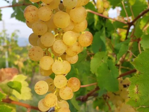 Irsai Olivér szőlő eladó Irsai Olivér szőlő eladó