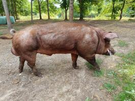 Duroc kan