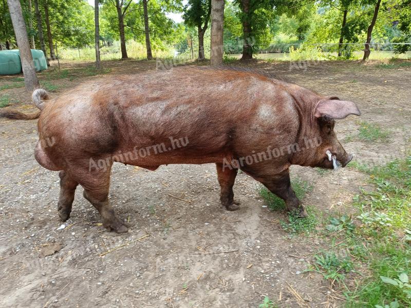 Duroc kan