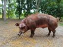 Duroc kan