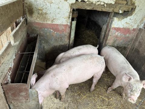 Eladó süldők Eladó süldők