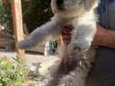 Komondor jellegű kiskutyák gazdit keresnek