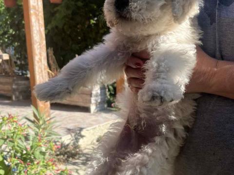 Komondor jellegű kiskutyák gazdit keresnek Komondor jellegű kiskutyák gazdit keresnek