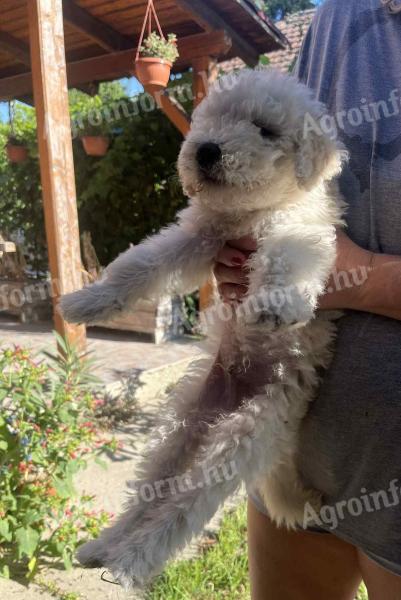 Komondor jellegű kiskutyák gazdit keresnek