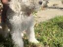 Komondor jellegű kiskutyák gazdit keresnek