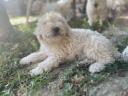 Komondor jellegű kiskutyák gazdit keresnek