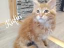 Maine Coon kiscicák eladók