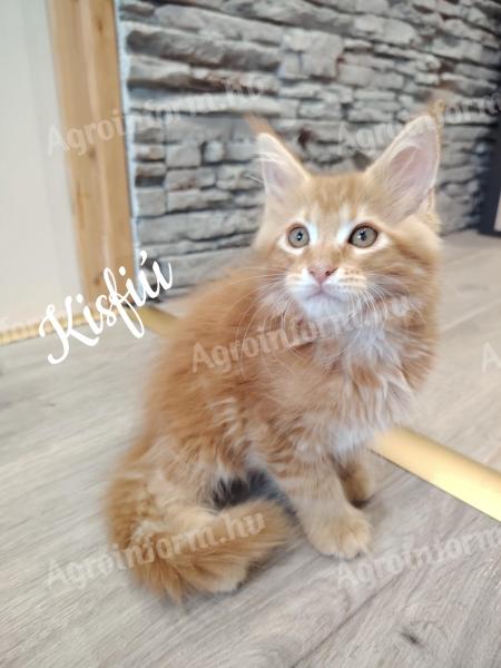 Maine Coon kiscicák eladók