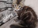 Maine Coon kiscicák eladók