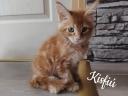 Maine Coon kiscicák eladók