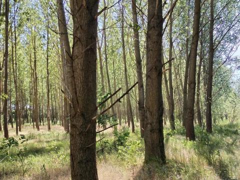 Nemes nyár erdő eladó Nemes nyár erdő eladó
