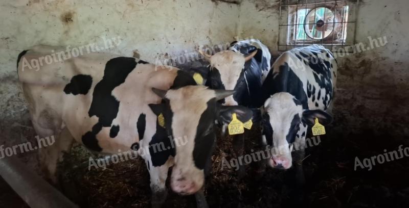 Eladó bikák vágásra vagy továbbtartásra Békéscsabán