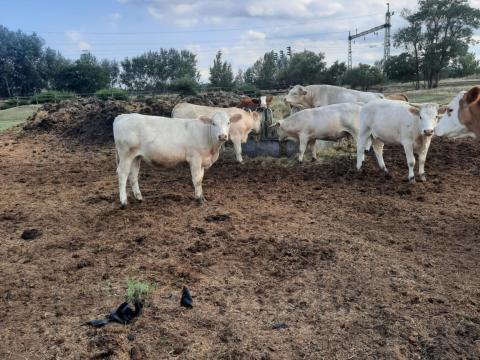 Borjúk eladók Borjúk eladók