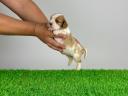 Törzskönyves Cavalier King Charles spániel kiskutya eladó