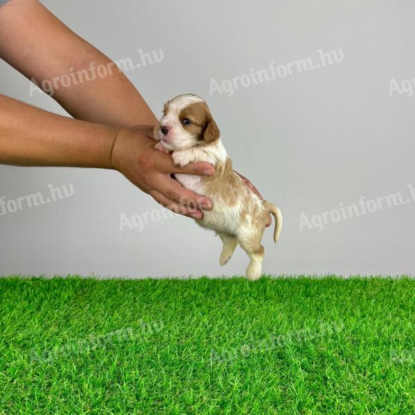 Törzskönyves Cavalier King Charles spániel kiskutya eladó