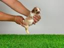 Törzskönyves Cavalier King Charles spániel kiskutya eladó