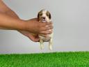 Törzskönyves Cavalier King Charles spániel kiskutya eladó