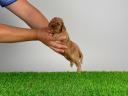 Törzskönyves Cavalier King Charles spániel kiskutya eladó