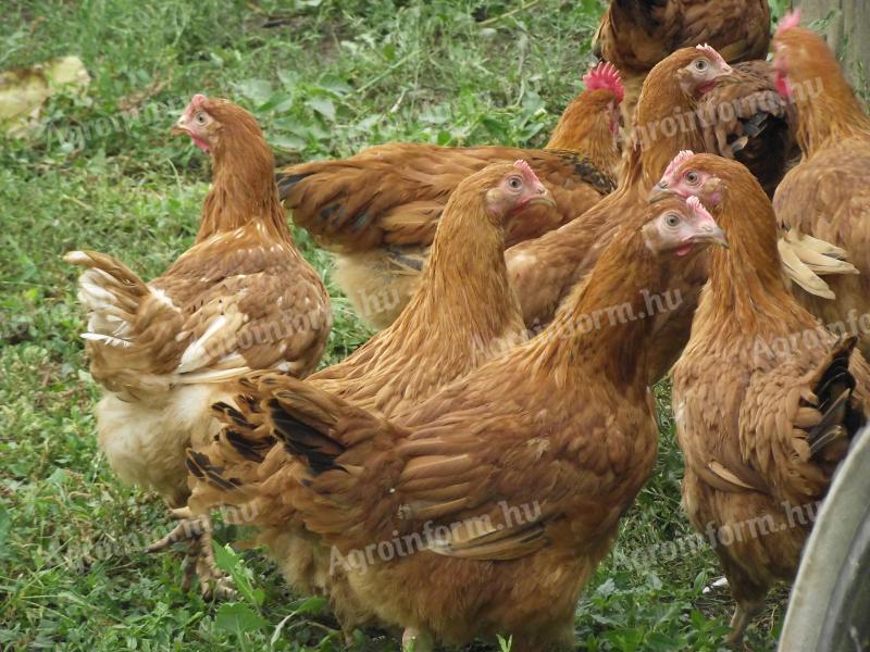 Szabadon tartott fiatal csirke vegyes hasznú eladó