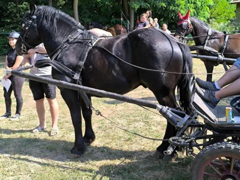 Magyar hidegvérű mén eladó - 5 éves, fekete, törzskönyves, kiváló természetű Magyar hidegvérű mén eladó - 5 éves, fekete, törzskönyves, kiváló természetű