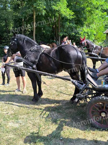 Magyar hidegvérű mén eladó - 5 éves, fekete, törzskönyves, kiváló természetű