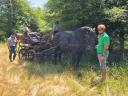 Magyar hidegvérű mén eladó - 5 éves, fekete, törzskönyves, kiváló természetű