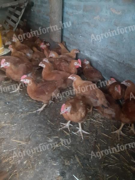 Rántani való csibe eladó
