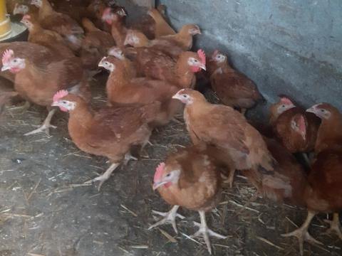 Rántanivaló csibe eladó Rántanivaló csibe eladó