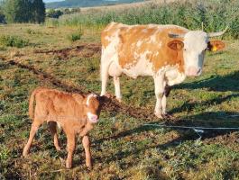 Eladó Limousin üsző borjú