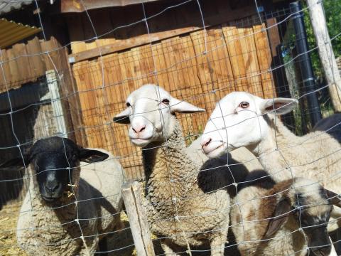 Máshol legelne Máshol legelne