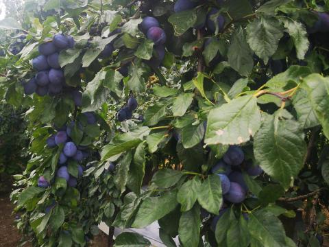Eladó jó minőségű Stanley szilva termelőtől Eladó jó minőségű Stanley szilva termelőtől