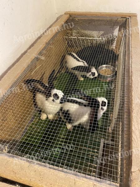 Német lepketarka óriás nyúl eladó