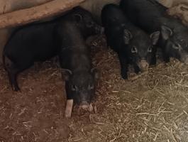 Eladó vietnámi csüngőhasú malacok
