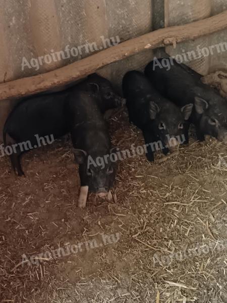 Eladó vietnámi csüngőhasú malacok
