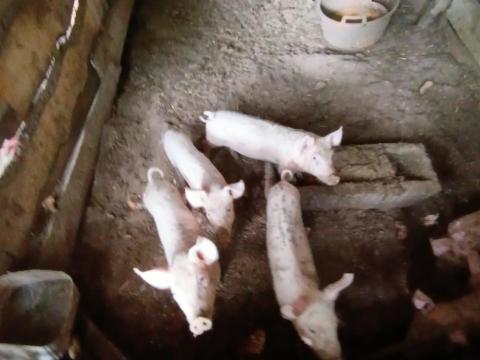 Magyar lapály malacok eladók Magyar lapály malacok eladók