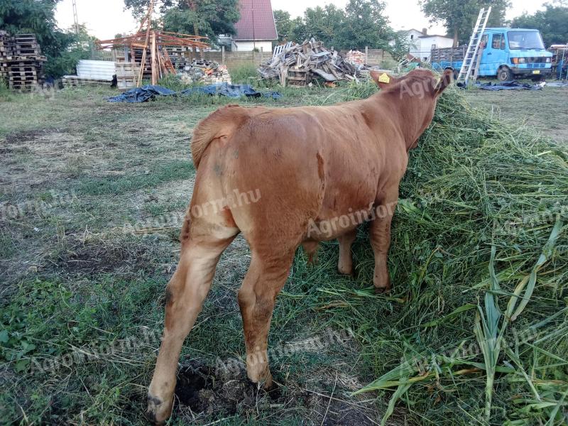 Eladó két darab limuzin bika borjú