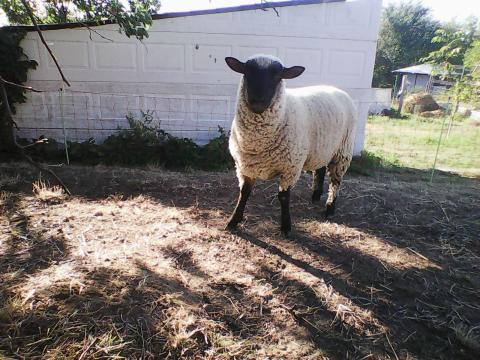 Shropshire ürü bárányok eladóak Shropshire ürü bárányok eladóak