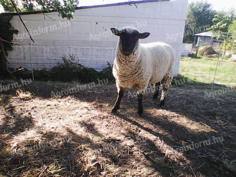 Shropshire ürü bárányok eladóak