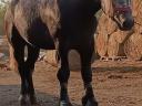 Percheron csődör