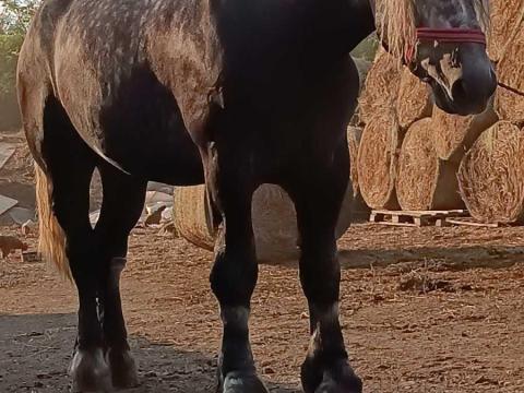 Percheron csődör Percheron csődör