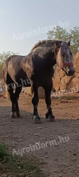 Percheron csődör